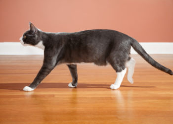 How do you get urine smell out of hardwood floors?