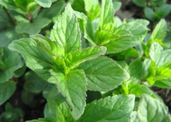 plants that repel mice