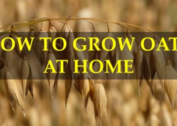 how to grow oats indoors