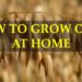 how to grow oats indoors