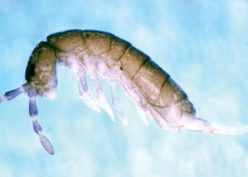 how to eliminate springtails