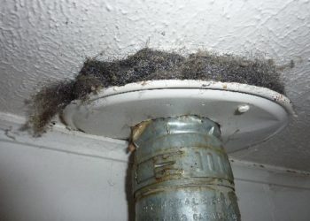 does steel wool keep bugs out