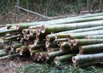 how to get rid of bamboo permanently