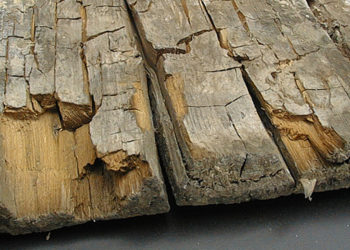 how to treat dry rot in brickwork