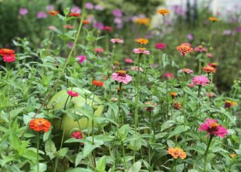 cut and come again zinnia care